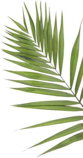 Palm leaf.
