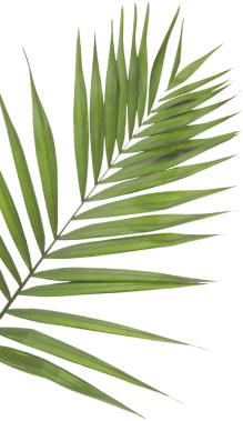 Palm leaf.